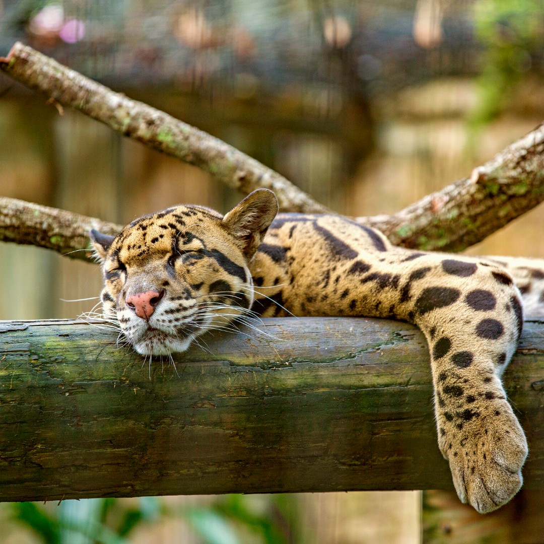 A leopard at ZooTampa