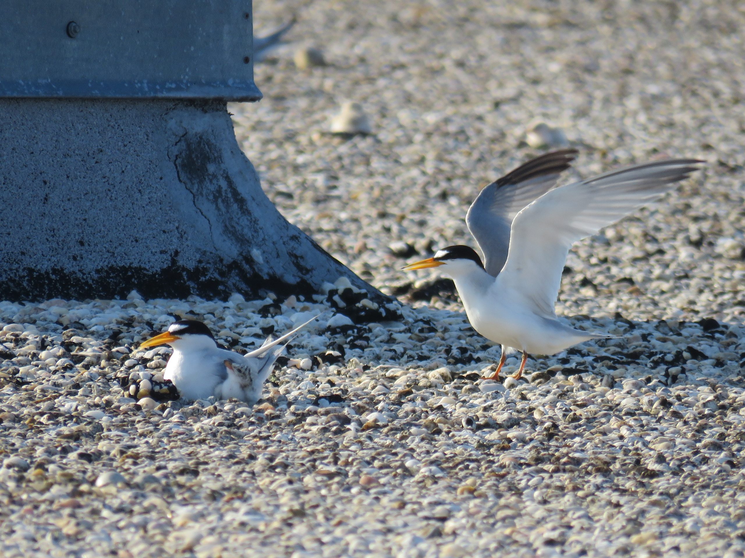 Least Tern family. Courtesy Kara Cook, Audubon biologist